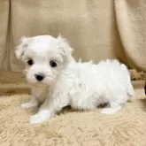 マルチーズ【石川県・男の子・2025年10月3日・ホワイト】の写真2