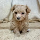 マルプー(マルチーズ×トイプードル)【石川県・男の子・2025年10月6日・クリーム】の写真2