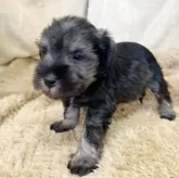 ミニチュアシュナウザー【石川県・男の子・2025年7月20日・ソルト&ペッパー】の写真10