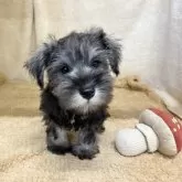 ミニチュアシュナウザー【石川県・男の子・2025年7月20日・ソルト&ペッパー】の写真6