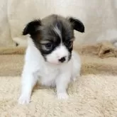 パピヨン【石川県・女の子・2025年9月5日・ホワイトブラウン】の写真5