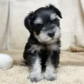 ミニチュアシュナウザー【石川県・女の子・2025年10月4日・ブラック&シルバー】の写真3