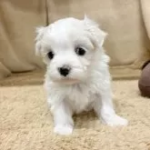 マルチーズ【石川県・男の子・2025年10月3日・ホワイト】の写真4