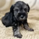 ミニチュアシュナウザー【石川県・男の子・2025年7月20日・ソルト&ペッパー】の写真11