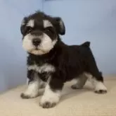 ミニチュアシュナウザー【石川県・女の子・2024年11月3日・ブラック&シルバー】の写真6