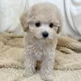 トイプードル(トイ)【石川県・男の子・2025年9月19日・アプリコット】の写真2