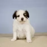 パピヨン【石川県・男の子・2024年12月19日・ホワイト&ブラウン】の写真9