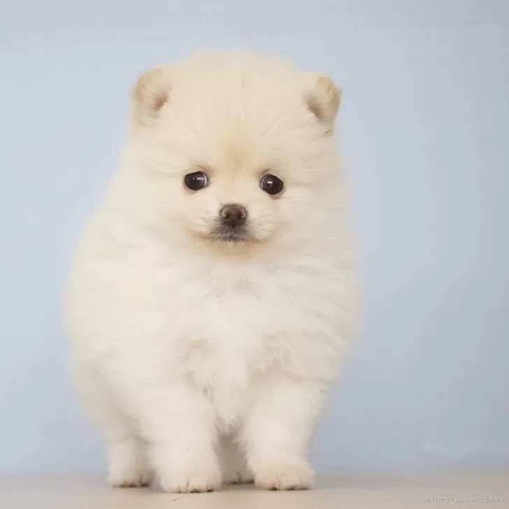 ID:2402-01625の子犬