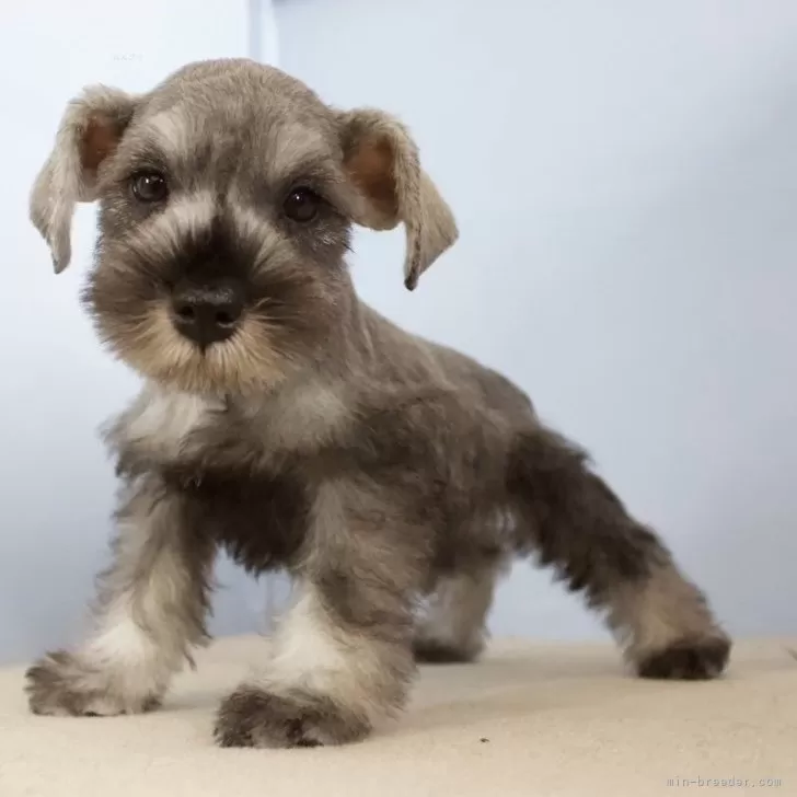 mymai 様のお迎えした子犬