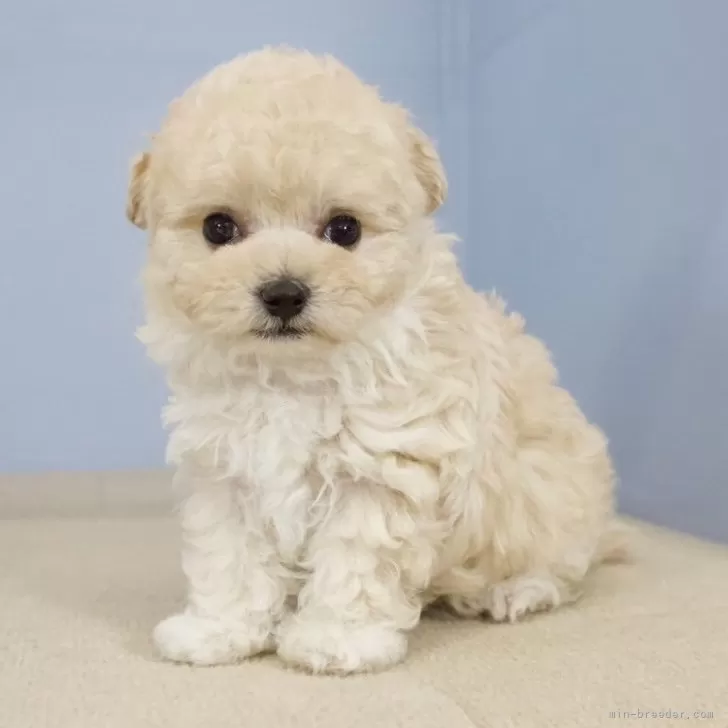 ID:2406-05326の子犬