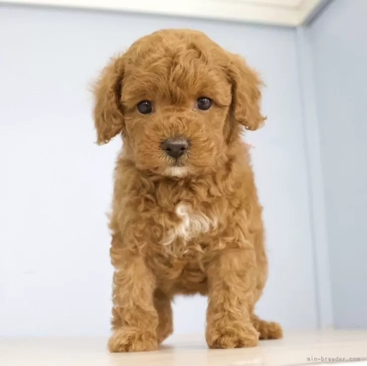 ID：2402-03638の子犬
