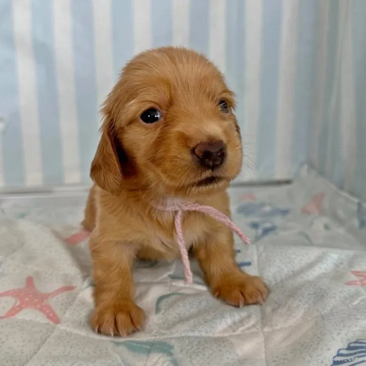 ID:2304-04340の子犬