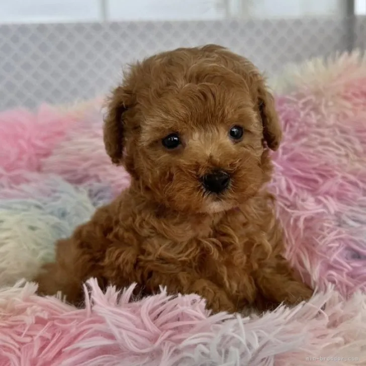 ID：2304-00530の子犬