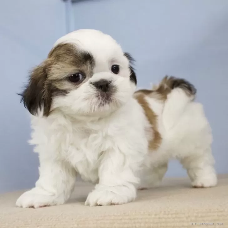 ID：2405-06082の子犬