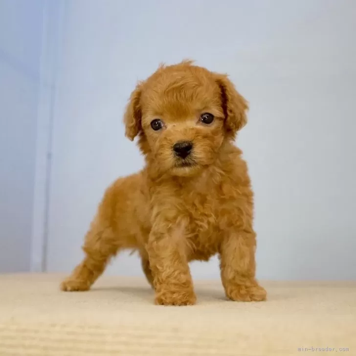 ID:2409-02539の子犬