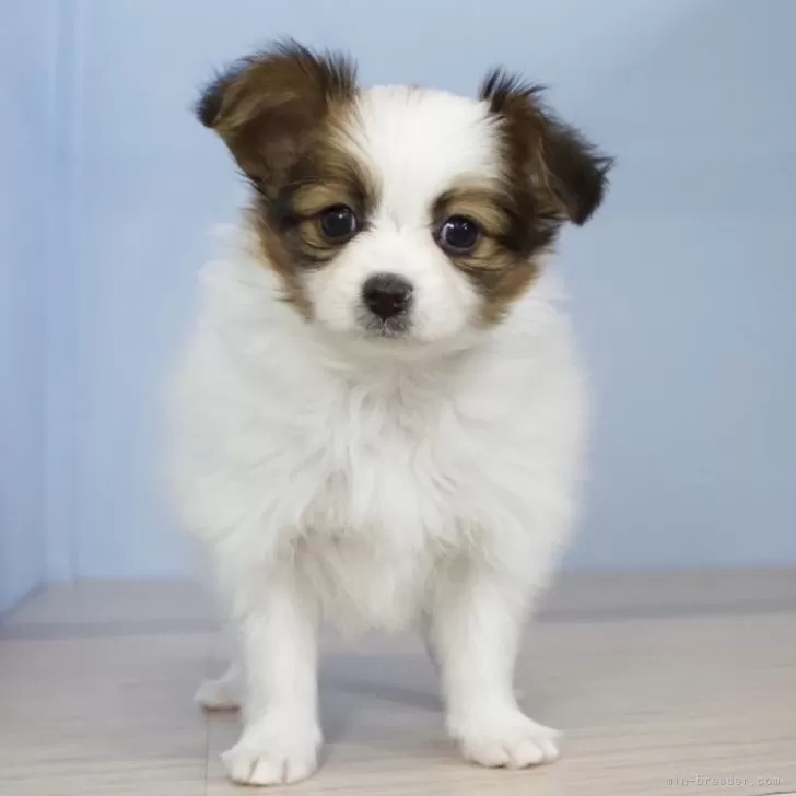 ID：2402-06453の子犬