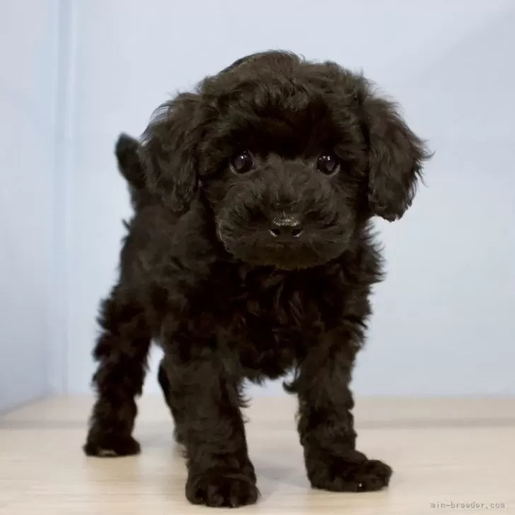 ID:2402-03620の子犬