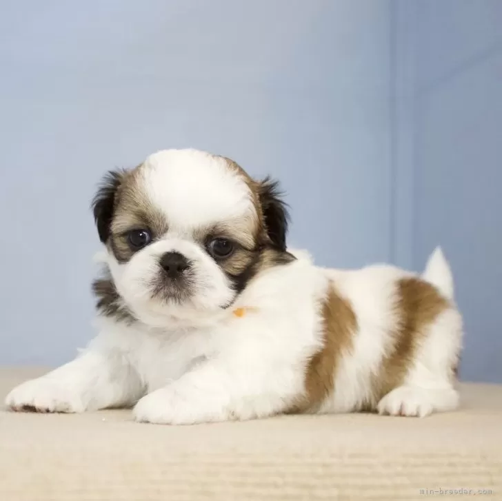 ID：2405-07155の子犬