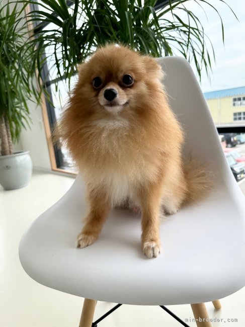 ポメラニアン【・男の子・2021年11月11日・オレンジ】
