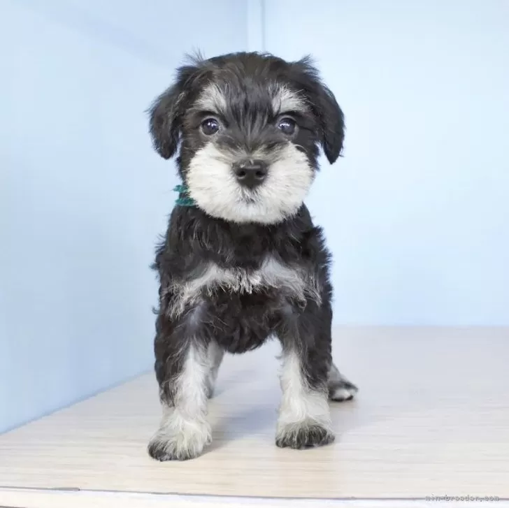 ぴんちゃん 様のお迎えした子犬