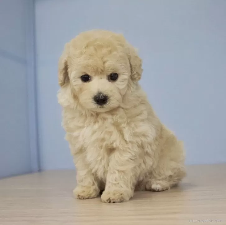 ID:2401-04163の子犬
