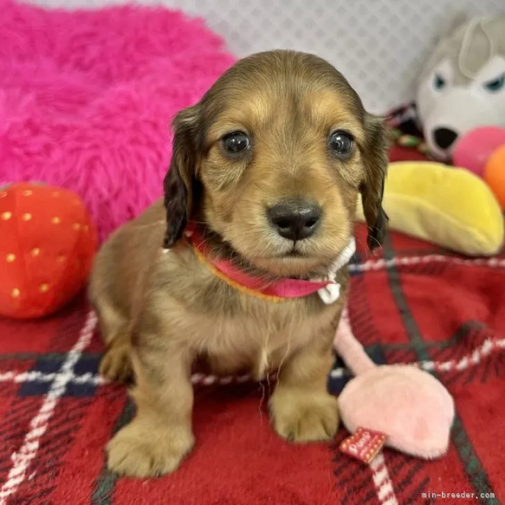 ID：2303-01212の子犬