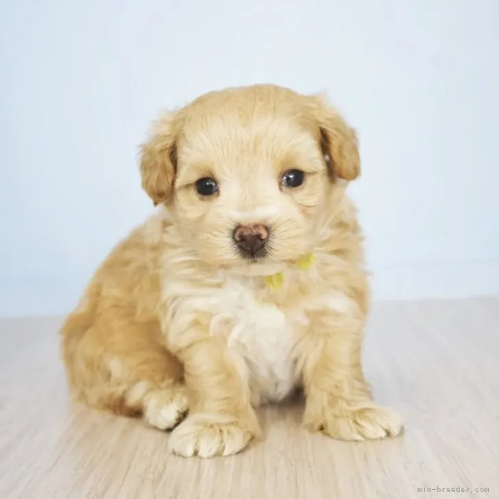 ID：2308-04002の子犬