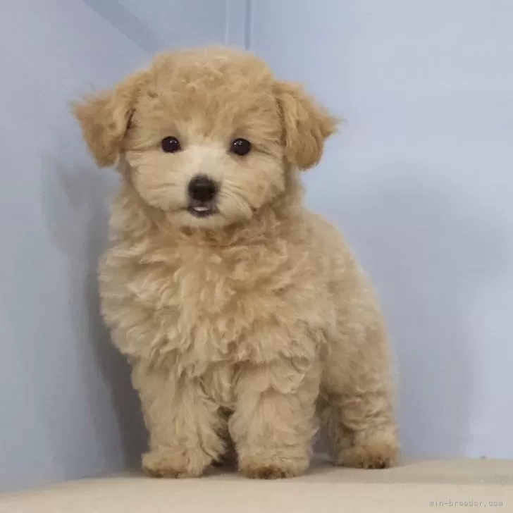 M.T 様のお迎えした子犬