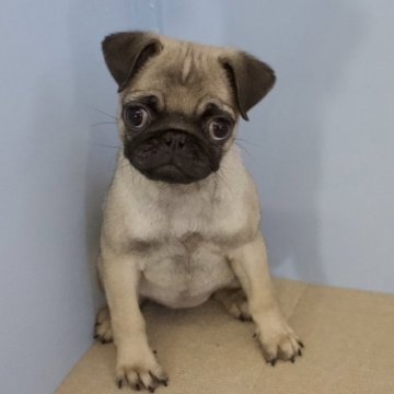 パグ【石川県・女の子・2024年3月12日・フォーン】の写真「元気いっぱいの女の子です。」