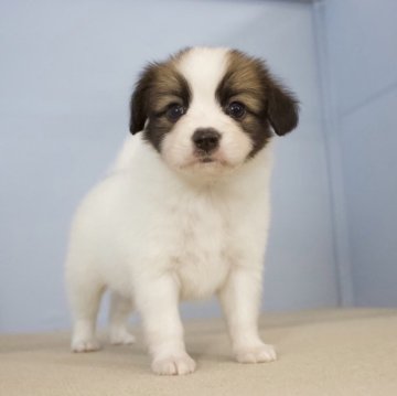 パピヨン【石川県・男の子・2024年6月10日・ホワイト&ブラウン】の写真「甘えん坊の男の子です。」