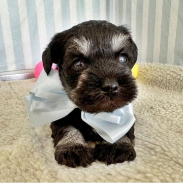 ミニチュアシュナウザー【石川県・男の子・2023年1月11日・ブラック&シルバー】の写真「くっきりきれいなシュナウザー」