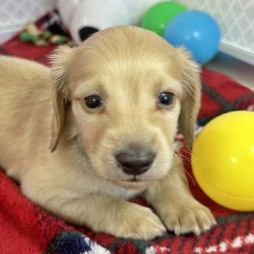 ミニチュアダックスフンド(ロング)【石川県・男の子・2023年2月1日・イエロー】の写真「元気いっぱいダックス」