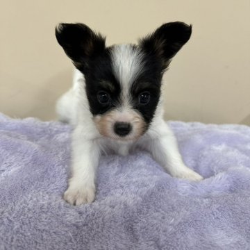 パピヨン【石川県・女の子・2024年7月29日・トライカラー】の写真「かわいい子です」