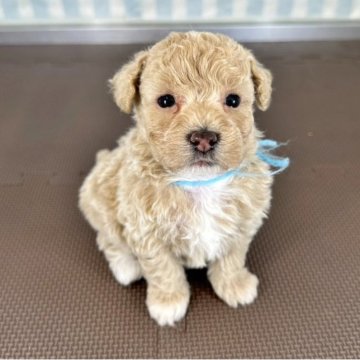 ミックス(マルチーズ×トイプードル)【石川県・男の子・2023年5月10日・クリーム&ホワイト】の写真「つぶらな瞳のトイプードル」