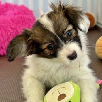 パピヨン【石川県・女の子・2023年1月23日・トライカラー】の写真「むちころパピヨン」