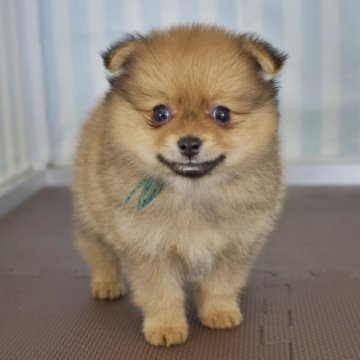 ポメラニアン【石川県・男の子・2023年5月13日・オレンジ】の写真「ふわふわポメラニアン」