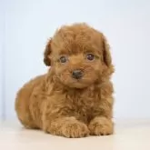 トイプードル(トイ)【石川県・女の子・2024年4月17日・レッド】の写真2