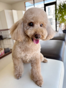 トイプードル【・女の子・2019年9月5日・アプリコット】