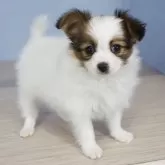 パピヨン【石川県・女の子・2024年1月11日・ホワイトブラウン】の写真3