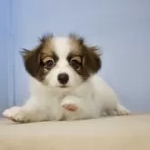 パピヨン【石川県・男の子・2024年6月10日・ホワイト&ブラウン】の写真4