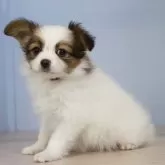 パピヨン【石川県・女の子・2024年1月11日・ホワイトブラウン】の写真4