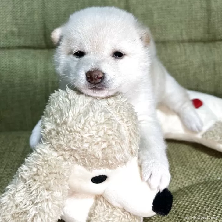 ID：2511-04455の子犬