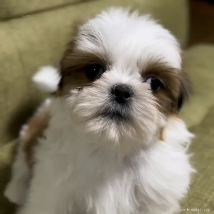 ID：2412-02987の子犬