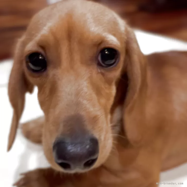 ID：2505-05228の子犬