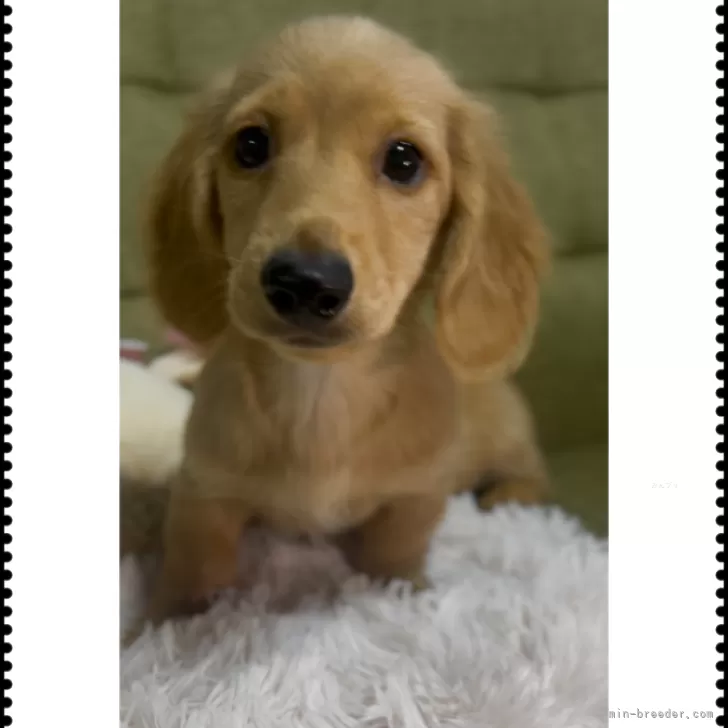 ID：2510-07618の子犬