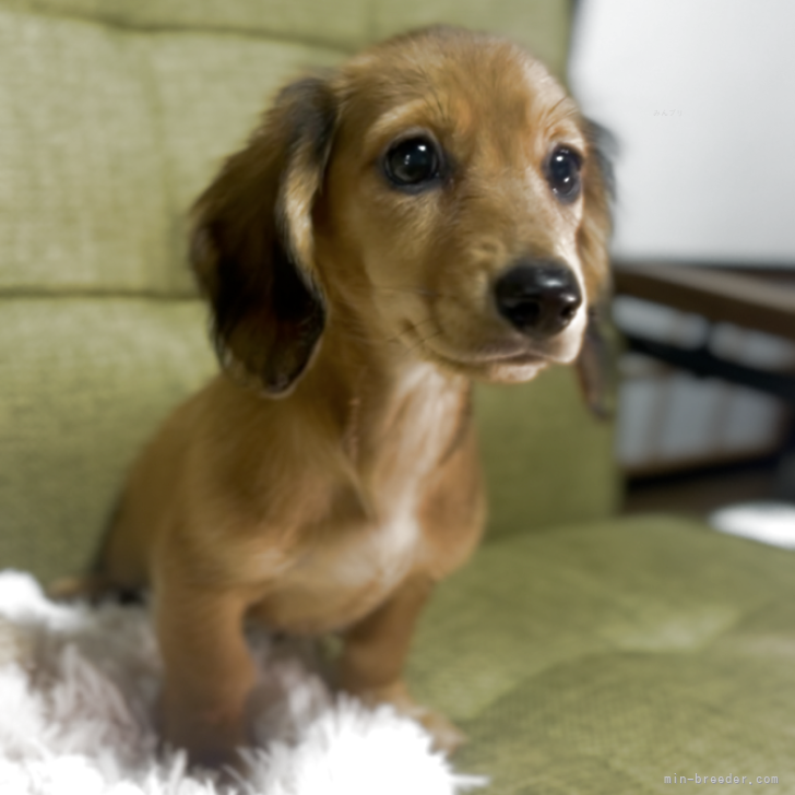 ブリーダー画像