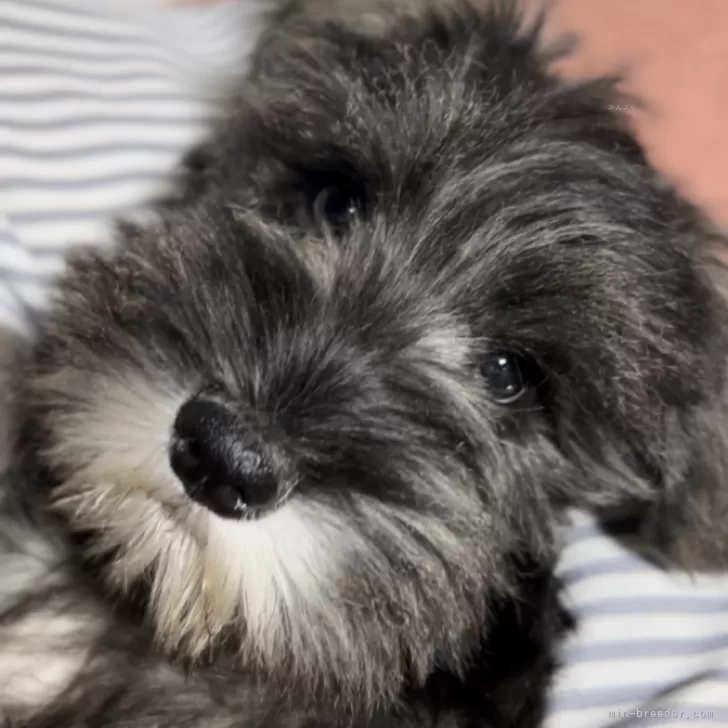 N.W 様のお迎えした子犬