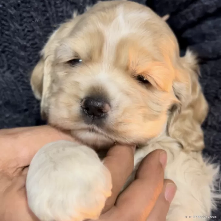 ID：2501-07483の子犬