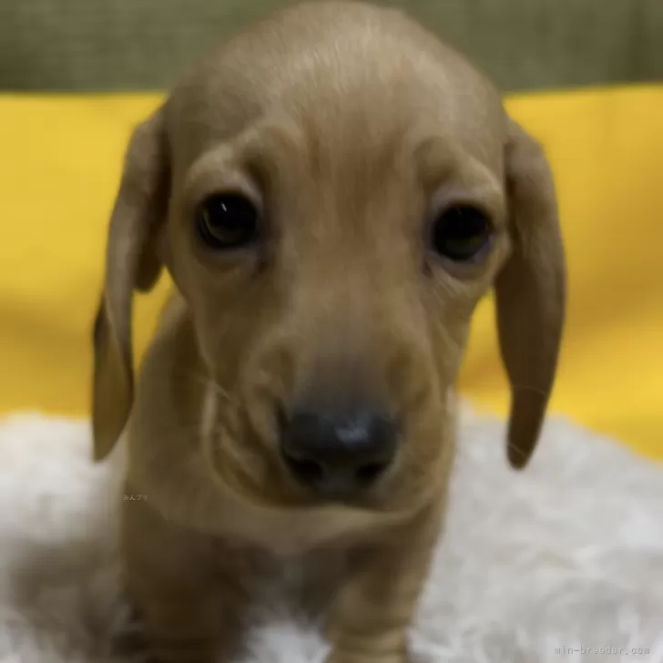 ID：2502-01871の子犬