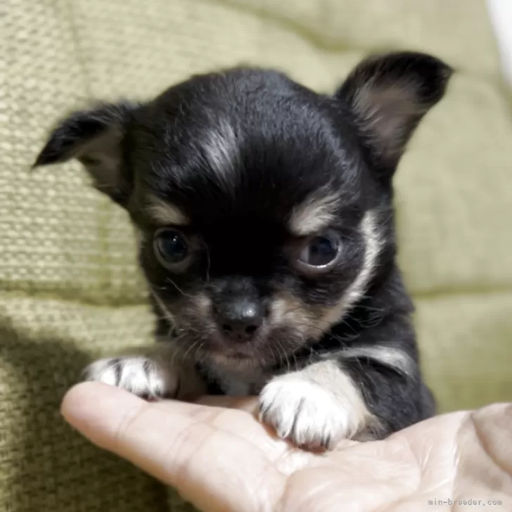 ID：2507-03902の子犬